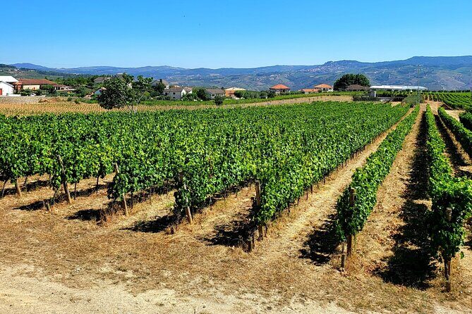 Douro Valley Private Tour (winery + boat + viewpoint) - What Makes This Tour Stand Out?