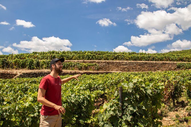 Douro Valley: private tour with lunch and wine estate all inclusive - The Sum Up