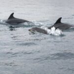 Dreamer Cave and Dolphins Boat Tour with Transport from Albufeira - What Does the Tour Include?