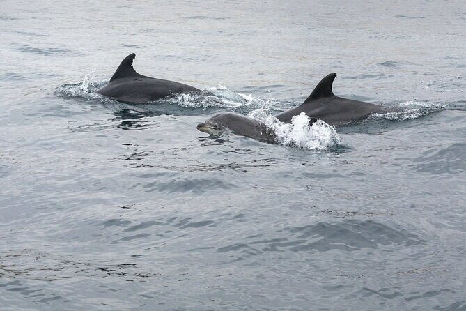 Dreamer Cave and Dolphins Boat Tour with Transport from Albufeira - What Does the Tour Include?