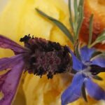 E.V.O. oil of Lake Como tasting+ food pairings - The Itinerary and Experience in Detail