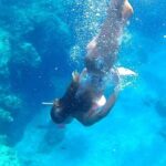 Egadi Sail Boat Tour to Favignana and Levanzo from Trapani - The Sum Up