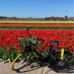 Enjoy the tulip fields by bicycle with a local guide! Tulip bike tour! - FAQ