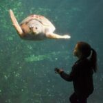 Entrance Ticket Nausicaa, the biggest aquarium in Europe - Highlights and Features