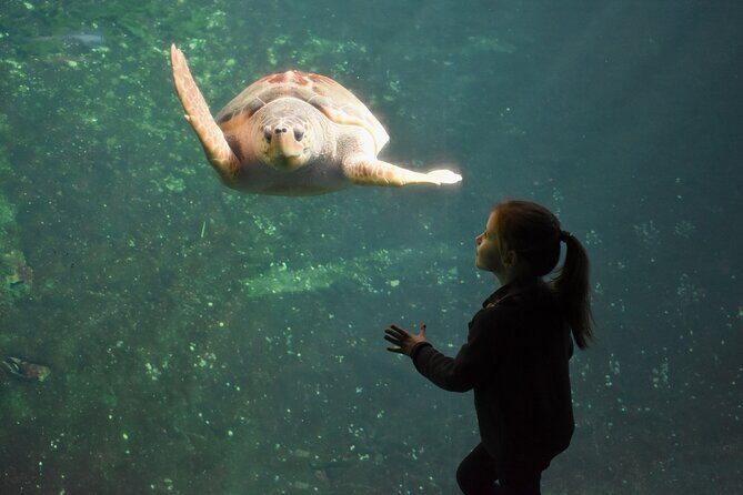 Entrance Ticket Nausicaa, the biggest aquarium in Europe - Highlights and Features