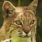 Entry ticket to Hoo Zoo and Dinosaur World in Telford - Who Should Consider This Tour?