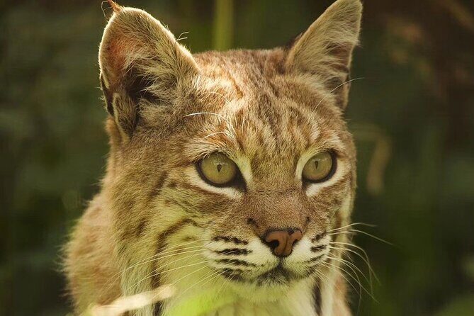 Entry ticket to Hoo Zoo and Dinosaur World in Telford - Who Should Consider This Tour?