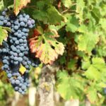 Epicurean Discovery Tour with Wine & Local Specialties - A Closer Look at the Tour Experience