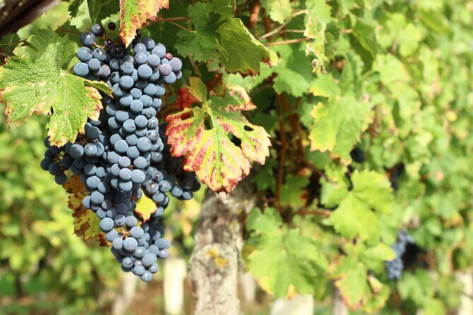 Epicurean Discovery Tour with Wine & Local Specialties - A Closer Look at the Tour Experience