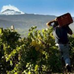 Etna Private tour from Messina Cruise Terminal + Lunch at Winery - An In-Depth Look at the Etna Private Tour from Messina