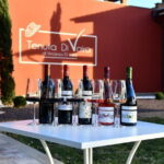 Exclusive Bolgheri from Florence: The Land of the Super Tuscan - The Scenic Drive and Atmosphere