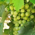 EXCLUSIVE Wine Tour in Chianti & San Gimignano (Lunch & Wine Tasting included) - Why Travelers Love This Tour