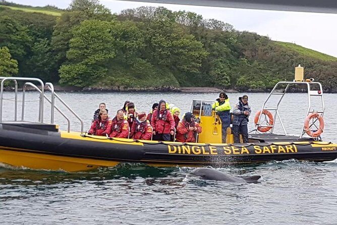 Exhilarating Rib experience - Dingle sea safari - What Does the Itinerary Look Like?