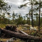 Explore the Wilderness (Summer & Autumn) - Who Is This Tour Best For?