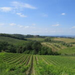 Exploring Chianti by Electric Vespa - Self Drive - The Sum Up