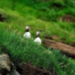 Eyjascooter Puffin Tour in Iceland - The Itinerary: What’s in Store?