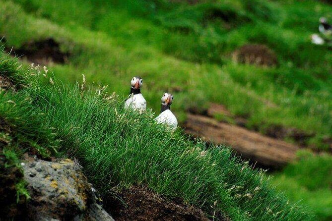 Eyjascooter Puffin Tour in Iceland - The Itinerary: What’s in Store?