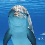 Fantastic DOLPHIN & SUNSET TOUR with dinner (Pula - NP BRIJUNI) - The Value of This Experience