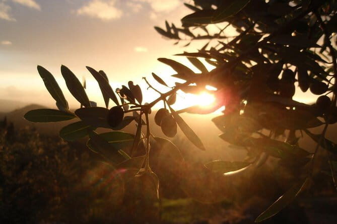 Fiesole: Tuscan Countryside Half Day E-Bike Tour & Farm visit - Practical Details & Tips