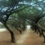 Filerimos Hill & Valley of Butterflies - Who Is This Tour Best For?