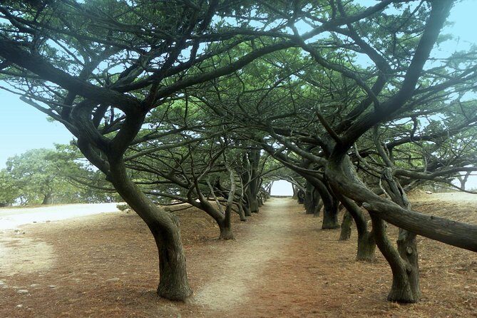 Filerimos Hill & Valley of Butterflies - Who Is This Tour Best For?