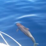 Fishing trip, Tenerife Sea Passion - Deep Dive into the Details