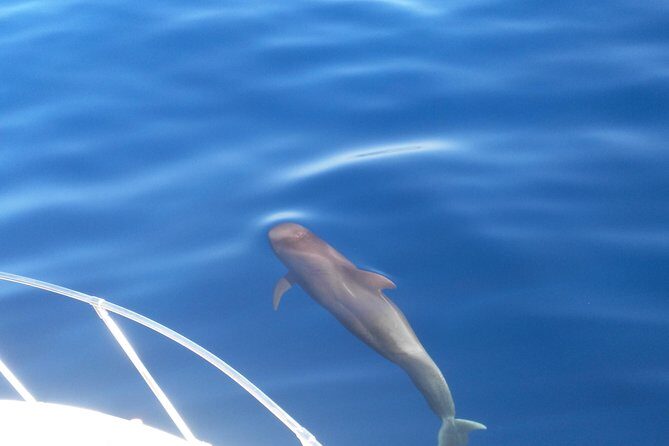 Fishing trip, Tenerife Sea Passion - Deep Dive into the Details