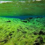 Freedive Silfra Half Day Tour - Pricing & Value