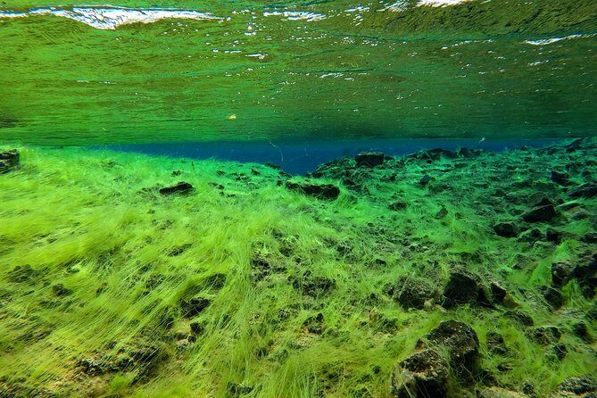 Freedive Silfra Half Day Tour - Pricing & Value