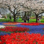 From Amsterdam: Keukenhof Gardens Ticket and Transfer - Meeting Point and Logistics