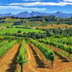 From Barcelona: El Penedès Hike & Wines - Who Is This Tour Best For?