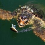 Full Day Fethiye Turtle Beach Tour With Mud Baths & Lunch - FAQ: Practical Questions About the Tour