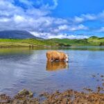 Full-Day Guided Tour in Pico Island - The Practical Side: Transportation, Group Size, and Value