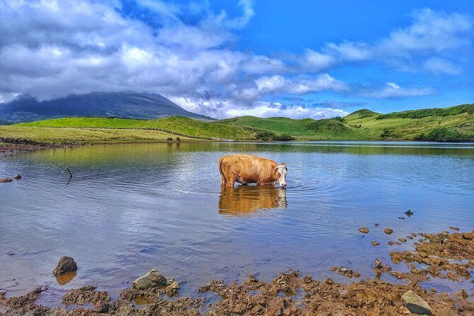 Full-Day Guided Tour in Pico Island - The Practical Side: Transportation, Group Size, and Value