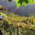 Full-Day Madeira Wine Tasting Tour with Lunch - FAQ