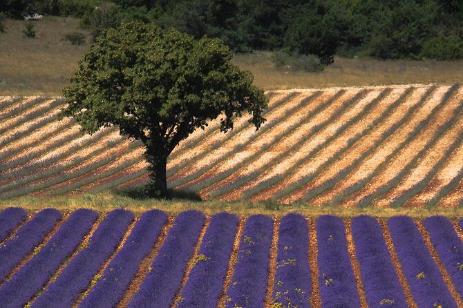 Full Day Ocean of Lavender in Valensole from Avignon - Considerations and Possible Drawbacks
