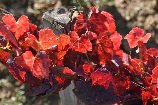 Full Day Private Tour 10 Premiers & Grands Crus, The Best of Burgundy - Practical Details: What You Need to Know