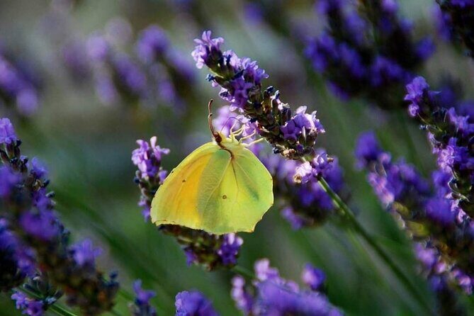 Full-day Private Tour Gorges du Verdon (LAVENDER JUNE 15/JULY 15) - Who Would Enjoy This Tour?