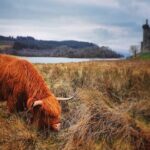 Full Day Private Tour in West Highlands, Oban and Glencoe - The Reality of the Itinerary