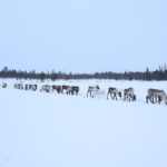 Full-Day Reindeer Tour with Pickup in Kiruna - The Real Value of This Experience