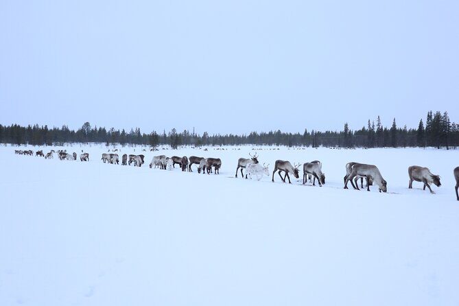 Full-Day Reindeer Tour with Pickup in Kiruna - The Real Value of This Experience