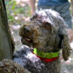 Full-Day Small-Group Truffle Hunting in Tuscany with Lunch - What Makes This Tour Stand Out?