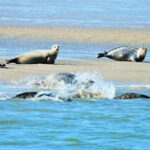 Full day tour to Texel - Friesian Islands - from Amsterdam - Exploring Texel: Village and Nature Reserves