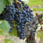 Full-day wine tour in Saint-Emilion (Premium Sedan) - Who Is This Tour Best For?