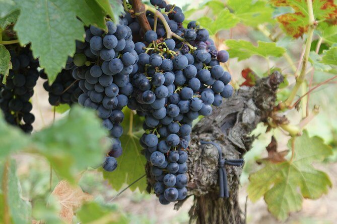 Full-day wine tour in Saint-Emilion (Premium Sedan) - Who Is This Tour Best For?