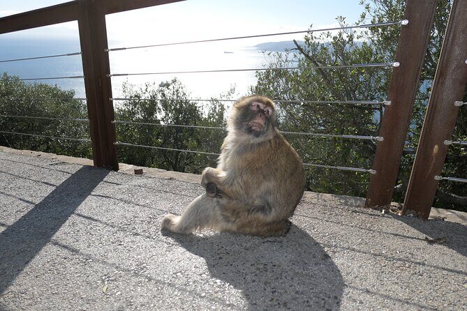 Gibraltar Sightseeing Tour with Monkeys and Panoramic views - Authentic Experiences from Past Travelers