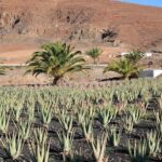 Gran Canaria Historic Tour - Yestarday and Today Premium - Authentic Traveler Insights