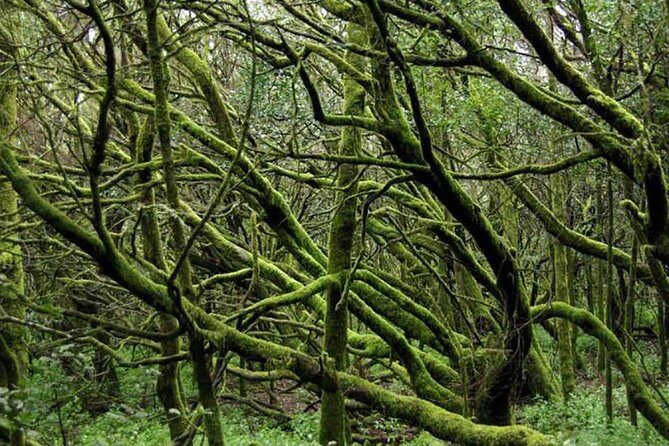 Grand Tour Tenerife - Full-Day Private VIP Tour - Final Thoughts: Is It Worth It?