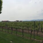 Grape Day out Pfalz to taste cracking Red wines & Riesling - An Honest Look at the Itinerary and What to Expect