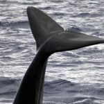 Guaranteed Whale or Dolphin Watching Tour - Funchal - What to Expect from the Experience